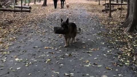 Dog Love Carrying Logs