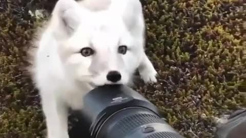 cute baby fox play with a camera