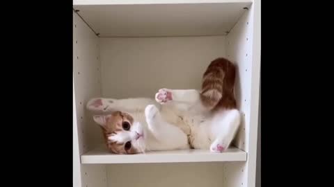 A cat is doing the ultimate acrobatics in a box