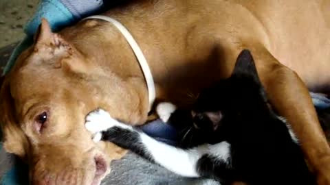 Pit Bull Receives Kitten Massage, Watch a Cute Kitten Massage Her Pitbull Friend…