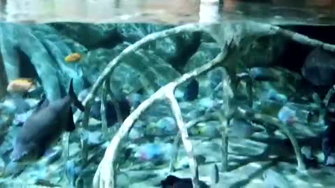 Aquarium aquarium