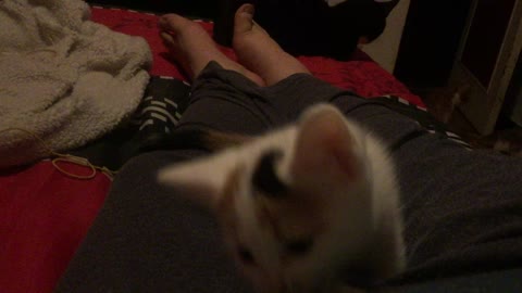 Adorable kitten sitting between my legs