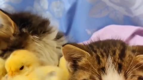 "Adorable Kitty and Chicks Duo"