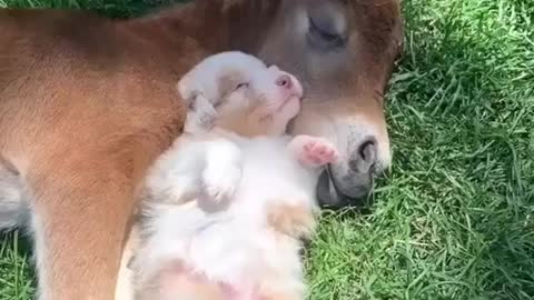 Puppy taking a nap with her best friend a baby horse ☺️| Best Friends