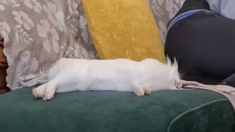 Deep sleeping bunny