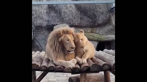 Lonely lion couple enjoying each other’s company