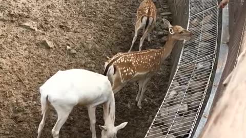 Rare white sika deer