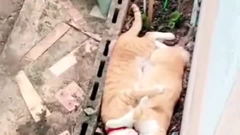 😇 Laugh non-stop with these funny cat 😹 - Funniest cat Expression Video 😇 - Funny Cat Life