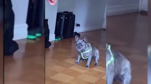 puppy that imitates