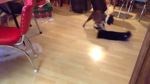Épica batalla entre un Boston Terrier y un gato Manx