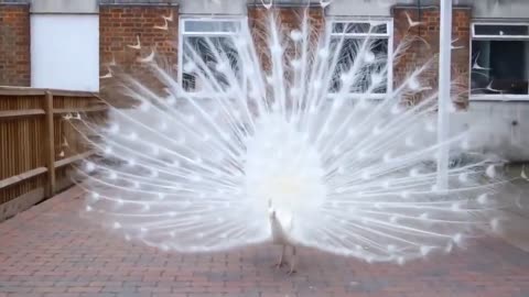 The beautiful white peacock