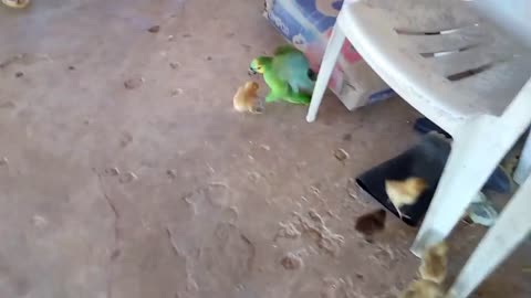 The chick fought with the parrot and look what happened !