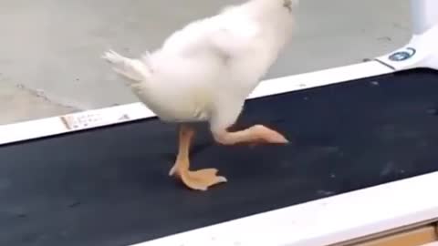 The duck dance