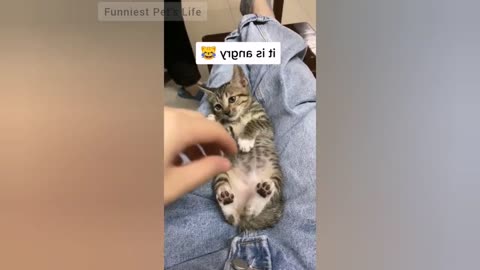 Tiktok funny angry cats (Try not to laugh)