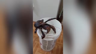 Terrestrial Coconut Crab
