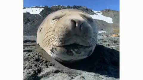 How do seals sneeze