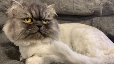 An angry looking cat unique