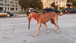 Brown dog walking with huge stick on road