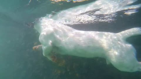 Puppy Dog Swimming Underwater