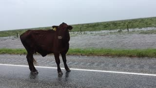 A Cow During a Hurricane