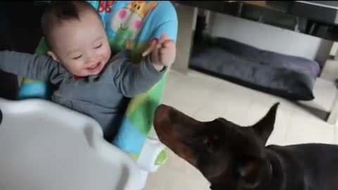 Baby shares his food with Doberman