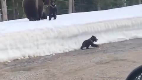 Cute bear baby tries to climb the top of the snow pile..