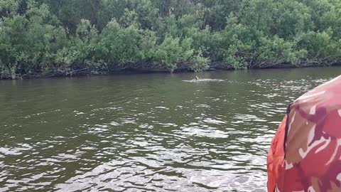 Saving a Falcon Trapped in a River