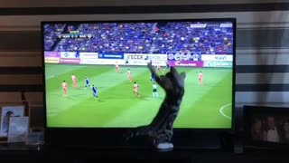 Cat Is Watching A Football Game