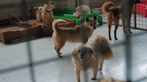 Gimbal steadicam shot of sad dogs in shelter behind fence waiting to be rescued