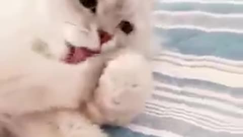 Cat video cute cate