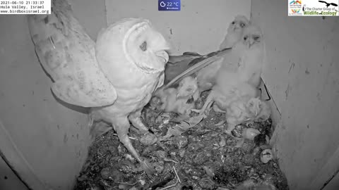 Must watch the dramatic ending.Wild pigeon lays egg in active barn owl next to 7barn owl nestlings.