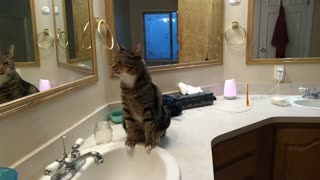 Cat too finicky to drink from sink