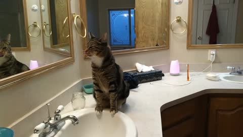 Cat too finicky to drink from sink