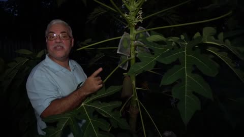How to grow organic papaya plants | non GMO