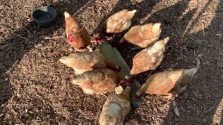 Boosting Your Chicken Feeding Program