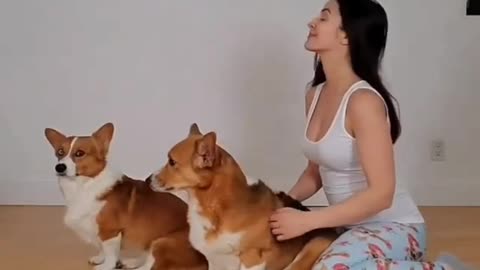 Love dogs video