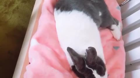 The way this bunny prepares its bed before crashing