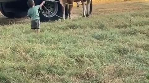 Baby Tries Roping Bull
