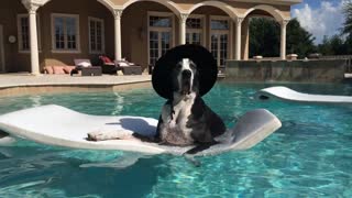 Gran Danés con sombrero disfruta en un flotador en la piscina