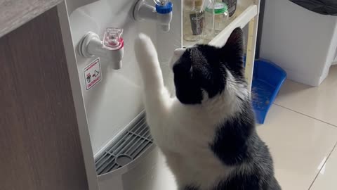 Cat Loves Fresh Water