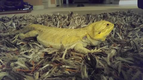 Recovering Bearded Dragon Tries To Hide Under Couch