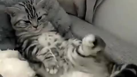 Funny animal video