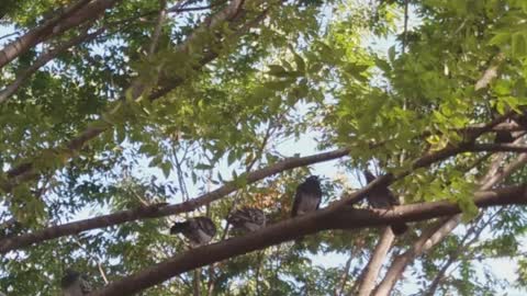 Pigeons perched on a zelkova tree