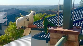 Parrots Squabble Over Seeds