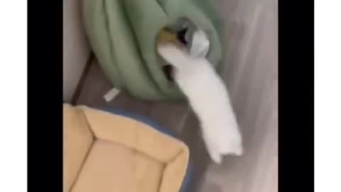 Sorry Boss, Can't Work Today: Kitten's Adorable Doorway Rebellion!