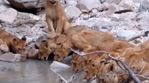 A pride of lions in the wild