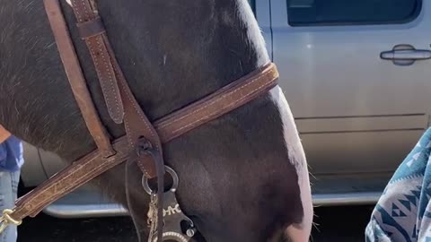 Horse Tries to Tickle Toes