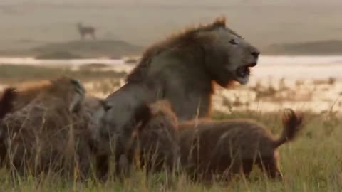 Lion Trapped by Clan of Hyenas | Dynasties