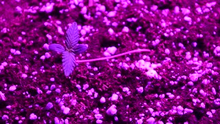 week 1 how to germinate Auto flowering cannabis seeds