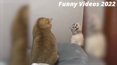 Best Funny Cat Videos That Will Make You Laugh All Day Long 😂😹 | Funny Animals Videos 2022
